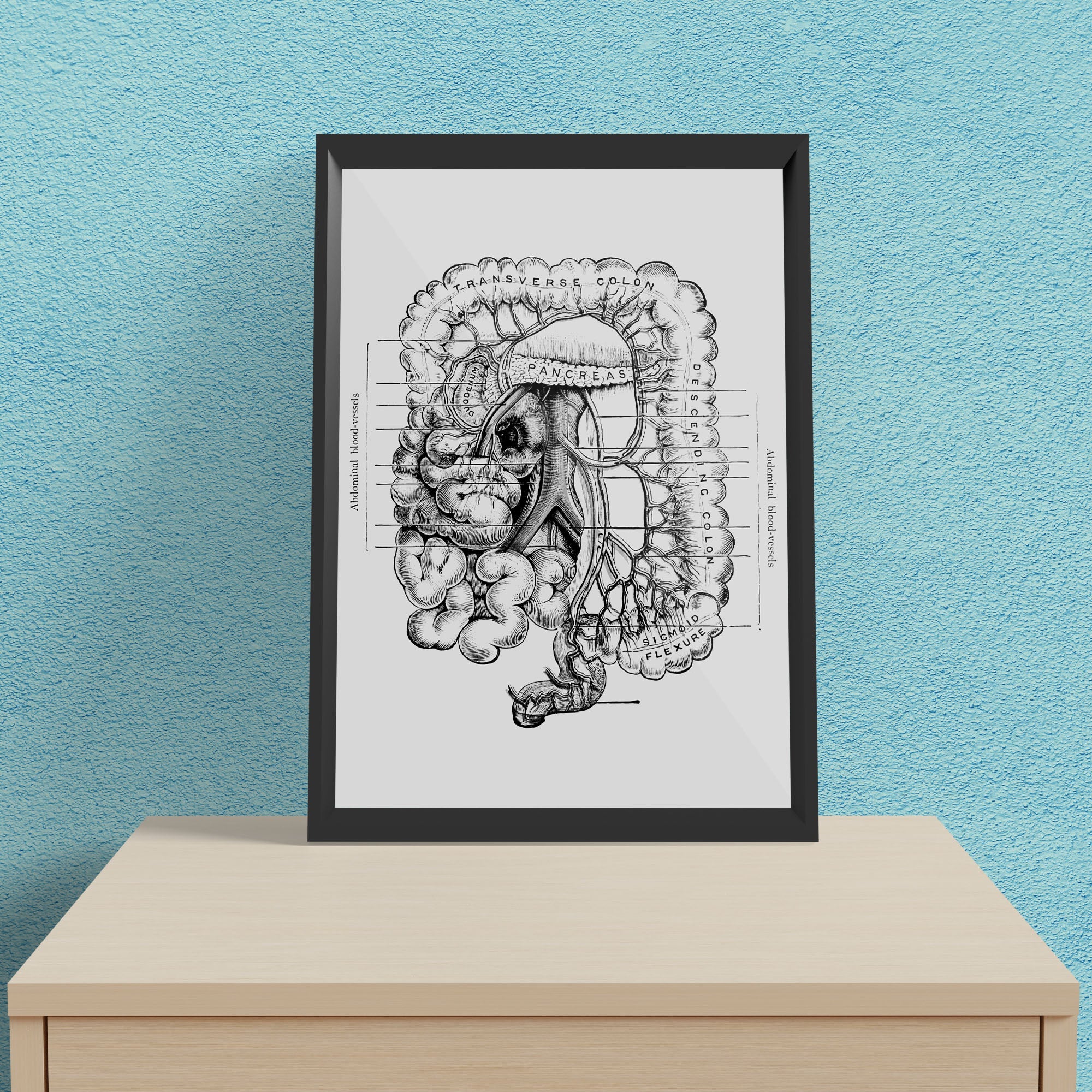 Abdomen Anatomy - Framed Poster For Clinics, Hospitals &amp; Study Rooms