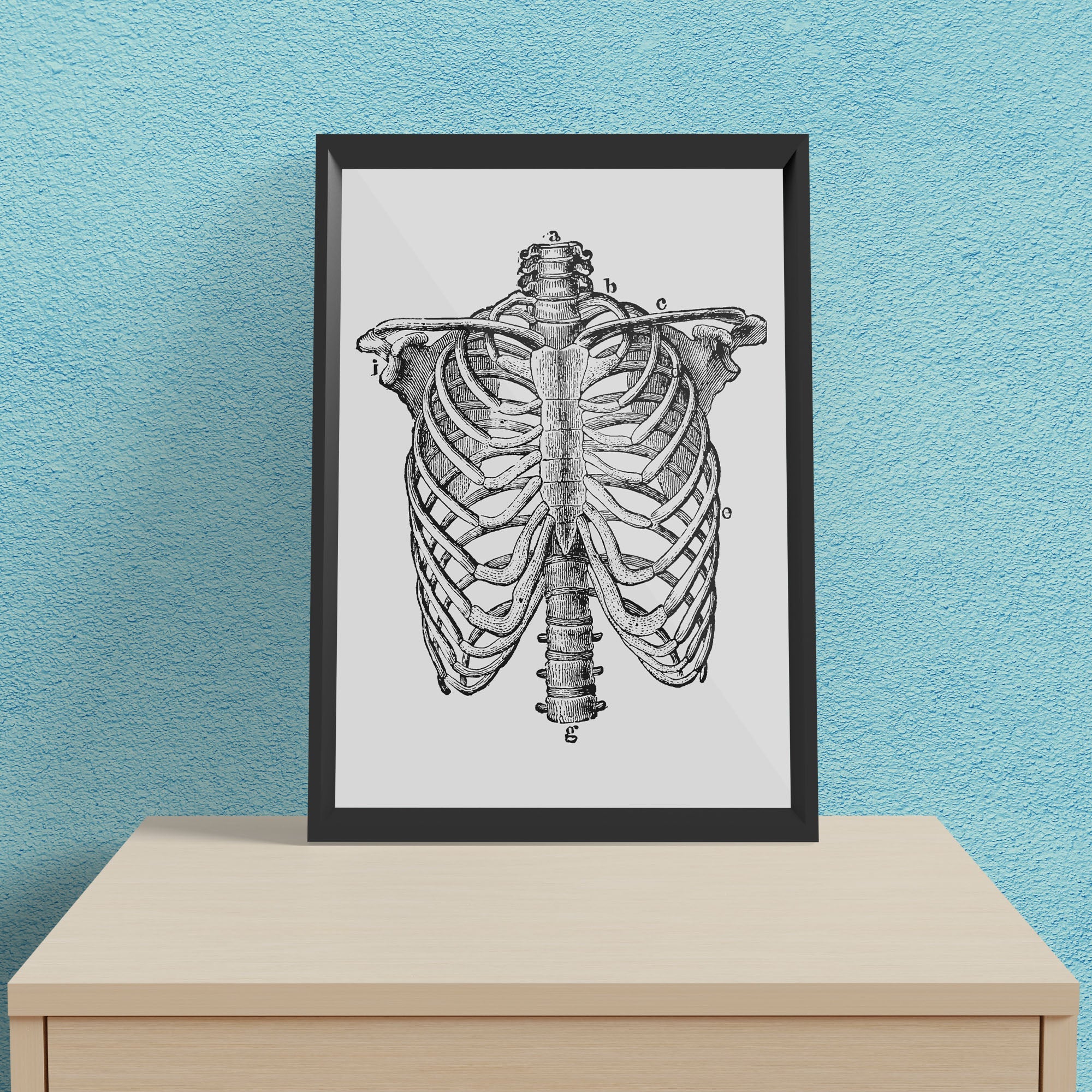 Thorax - Framed Poster For Clinics, Hospitals &amp; Study Rooms