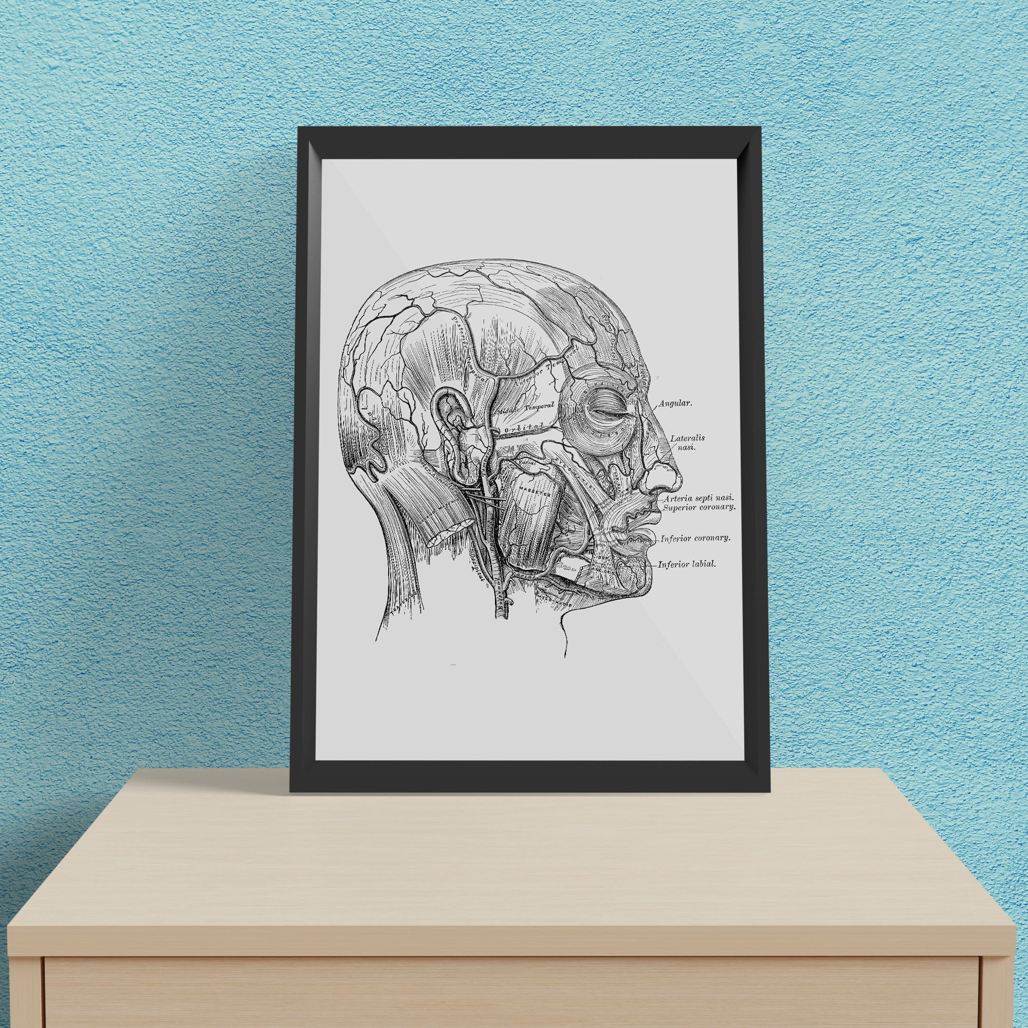 Face Anatomy - Framed Poster For Clinics, Hospitals &amp; Study Rooms