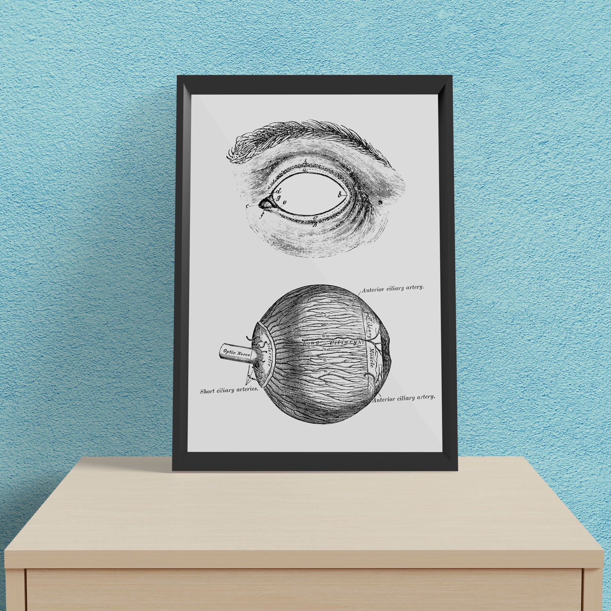 Eye Anatomy 1 - Framed Poster For Clinics, Hospitals &amp; Study Rooms