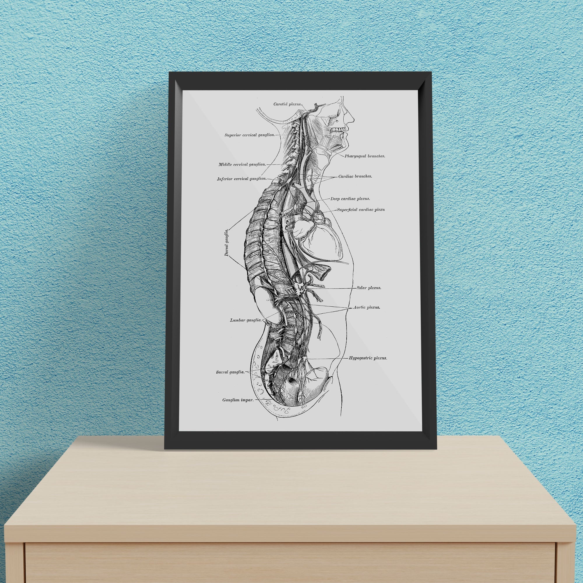 Antique Anatomy Sideview - Framed Poster For Clinics, Hospitals &amp; Study Rooms